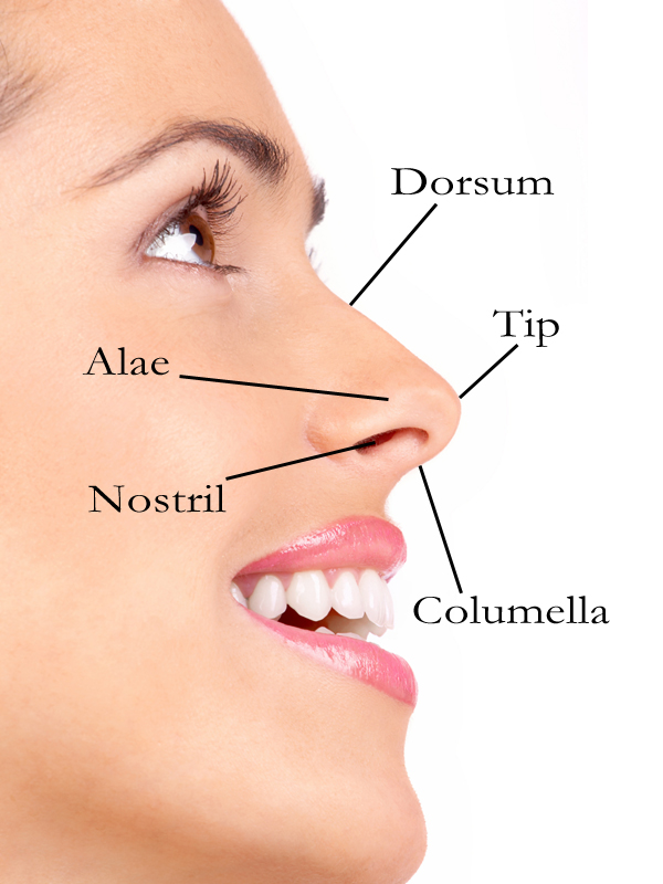 Parts of nose